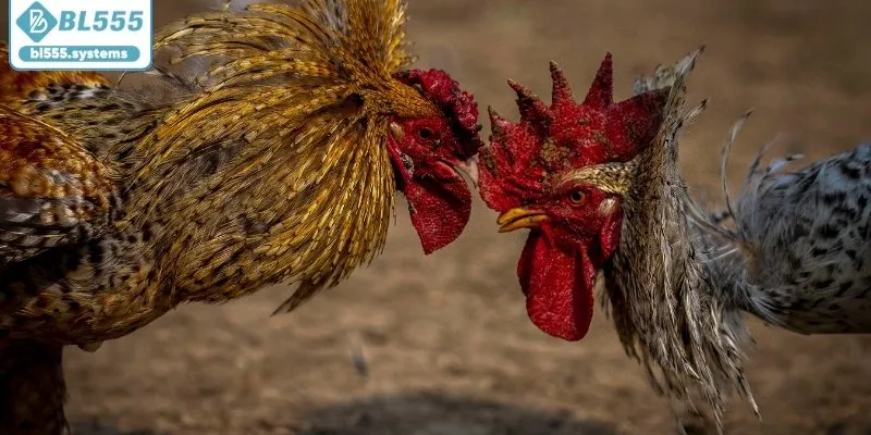 Đặc điểm nổi bật của gà nòi