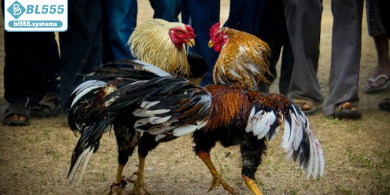 Giới thiệu sân chơi đá gà BL555