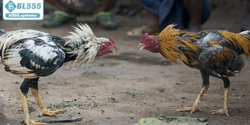 Tìm hiểu nguồn gốc đá gà nòi